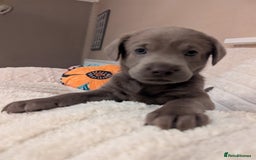 Labrador Retriever dogs for sale: KC Silver Labradors  - Image 21