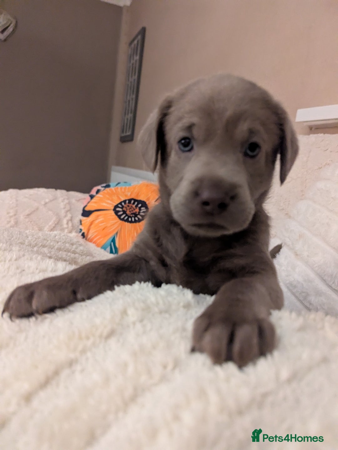 Labrador Retriever dogs for sale: KC Silver Labradors  - Image 21