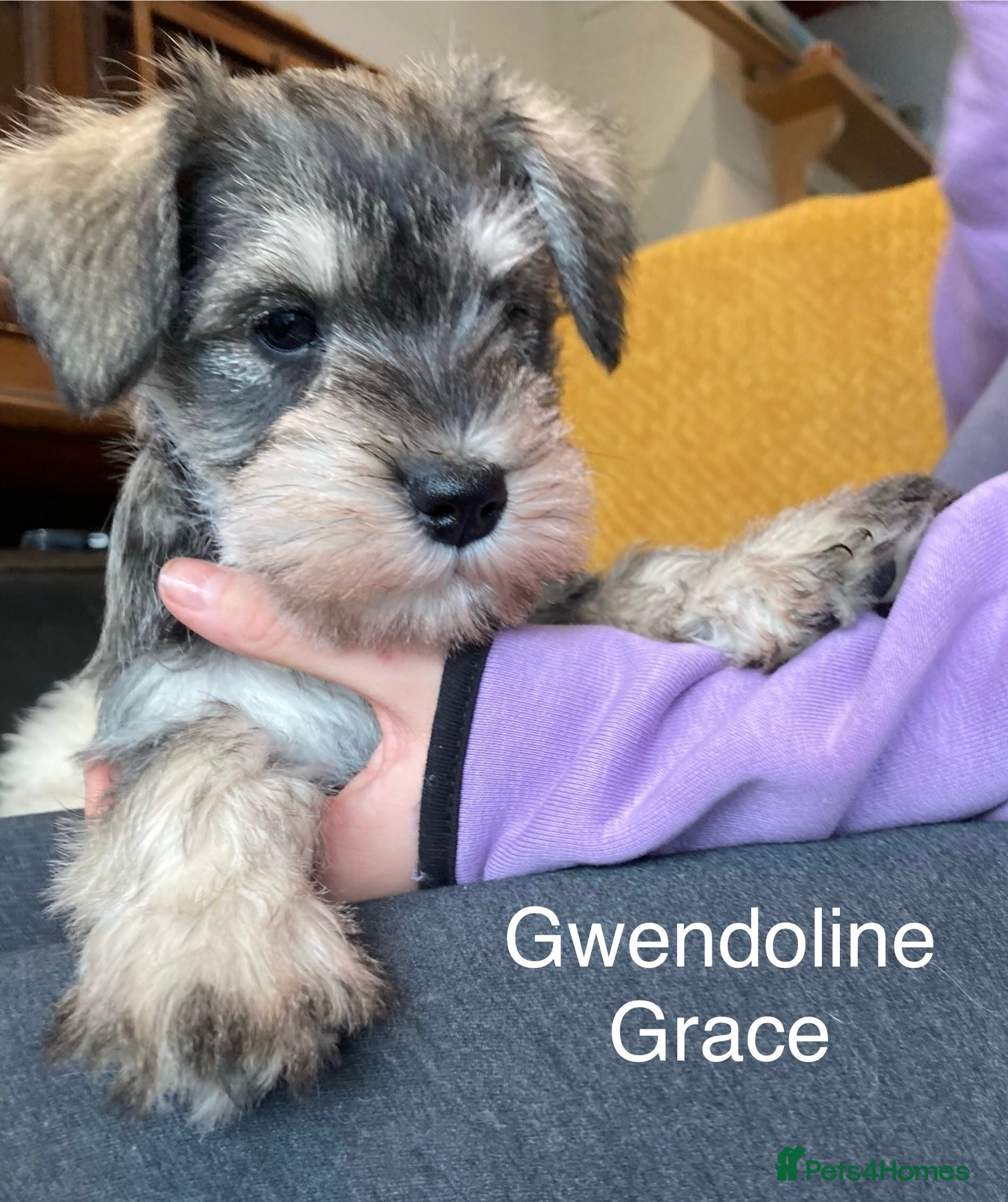 Miniature Schnauzer dogs Beautiful, KC Registered, health & BVA eye tested. - Advert 2