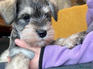 Miniature Schnauzer dogs Beautiful, KC Registered, health & BVA eye tested. - Advert 2