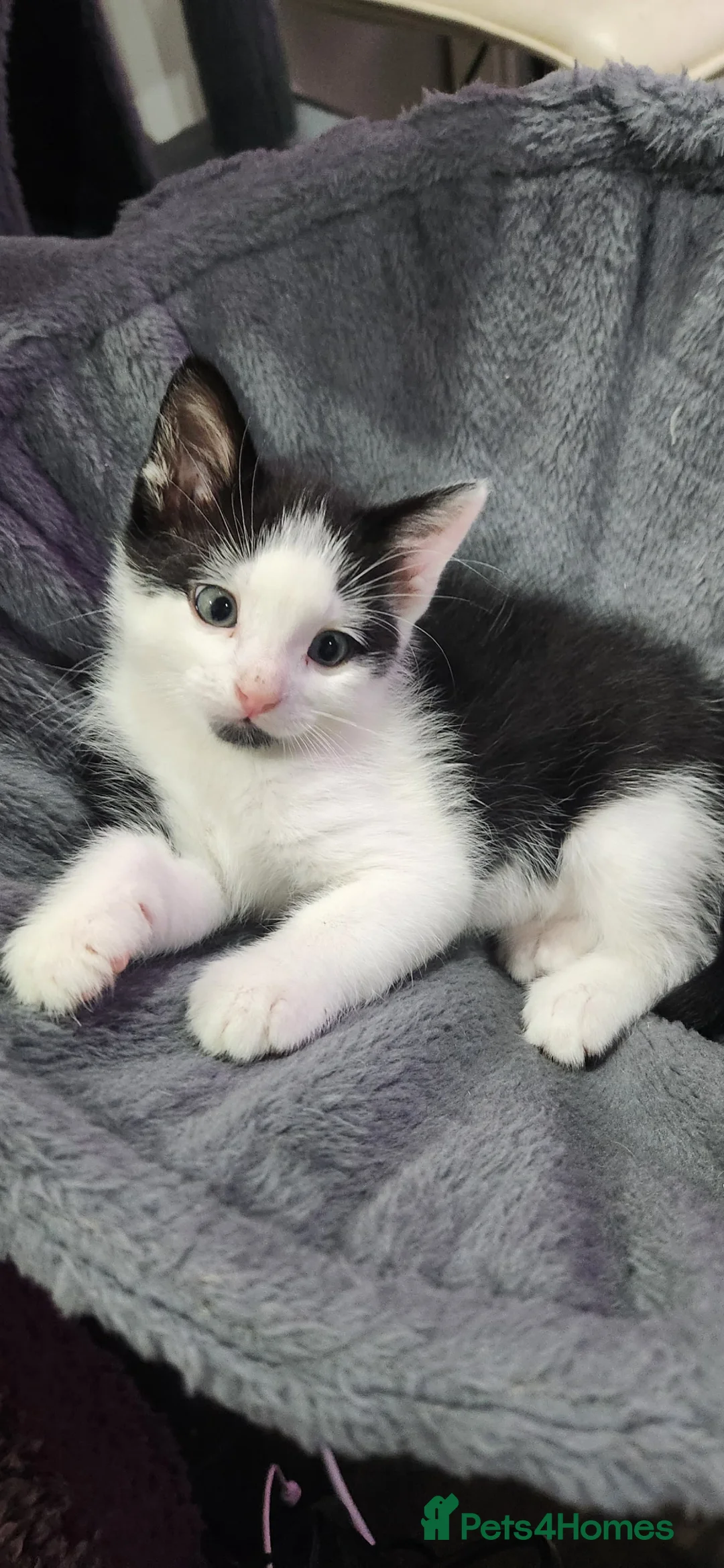 Mixed Breed cats for sale: Two female kittens - Advert 3