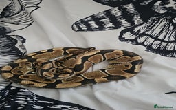 Python Snake reptiles for sale: Ball python plus 1 month old vaverium - Image 1