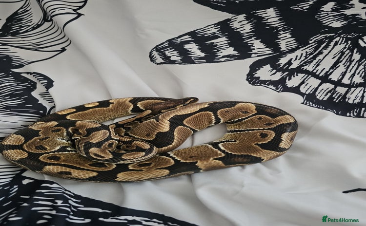 Python Snake reptiles - Advert 15