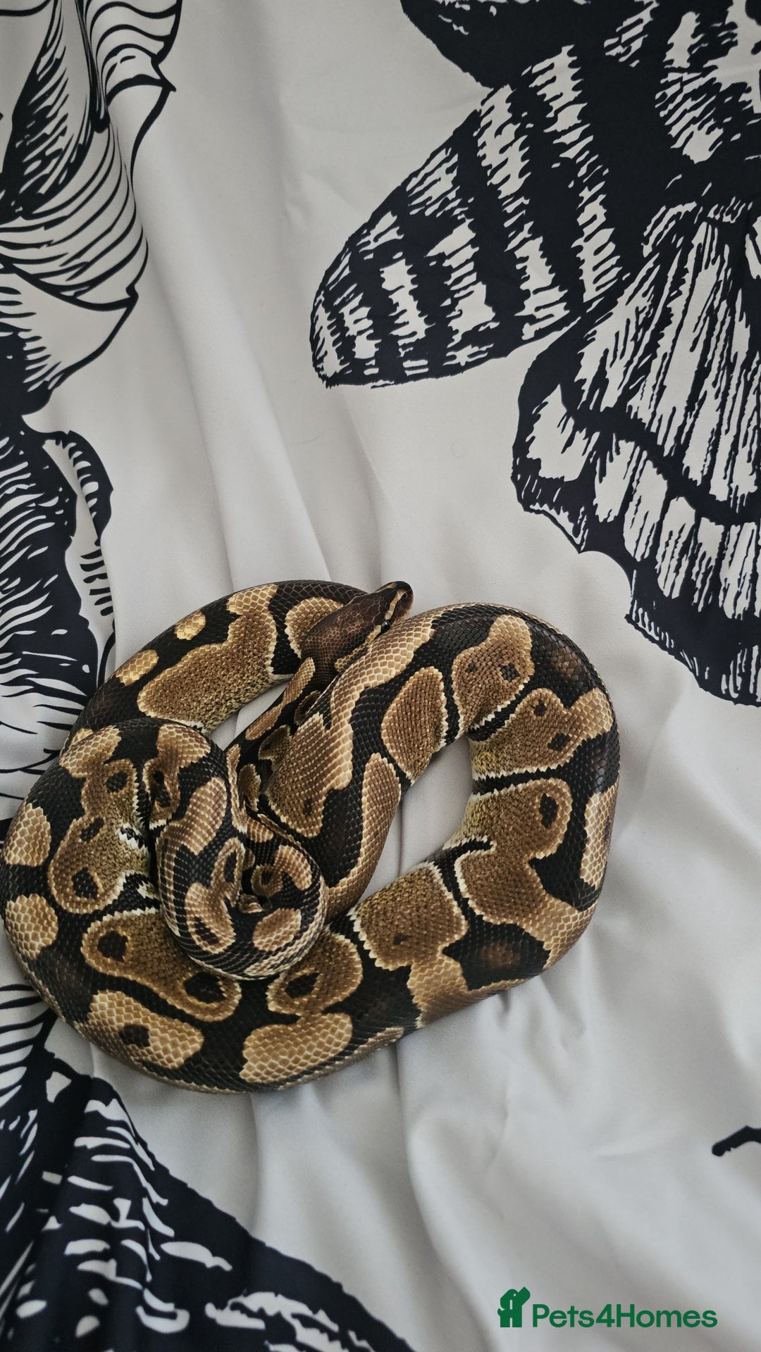 Python Snake reptiles for sale: Ball python plus 1 month old vaverium - Image 1