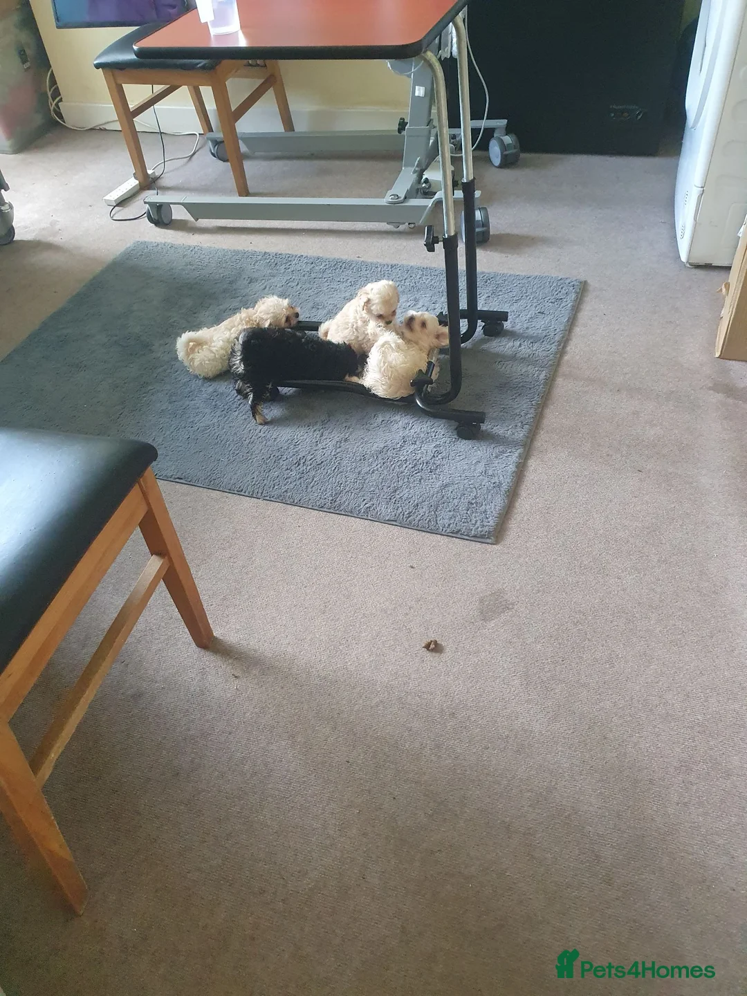 Chipoo dogs for sale: Adorable chihpoo puppies.  - Advert 30