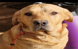 Labrador Retriever dogs for sale: Red 5th generation pedigree labrador  - Image 17