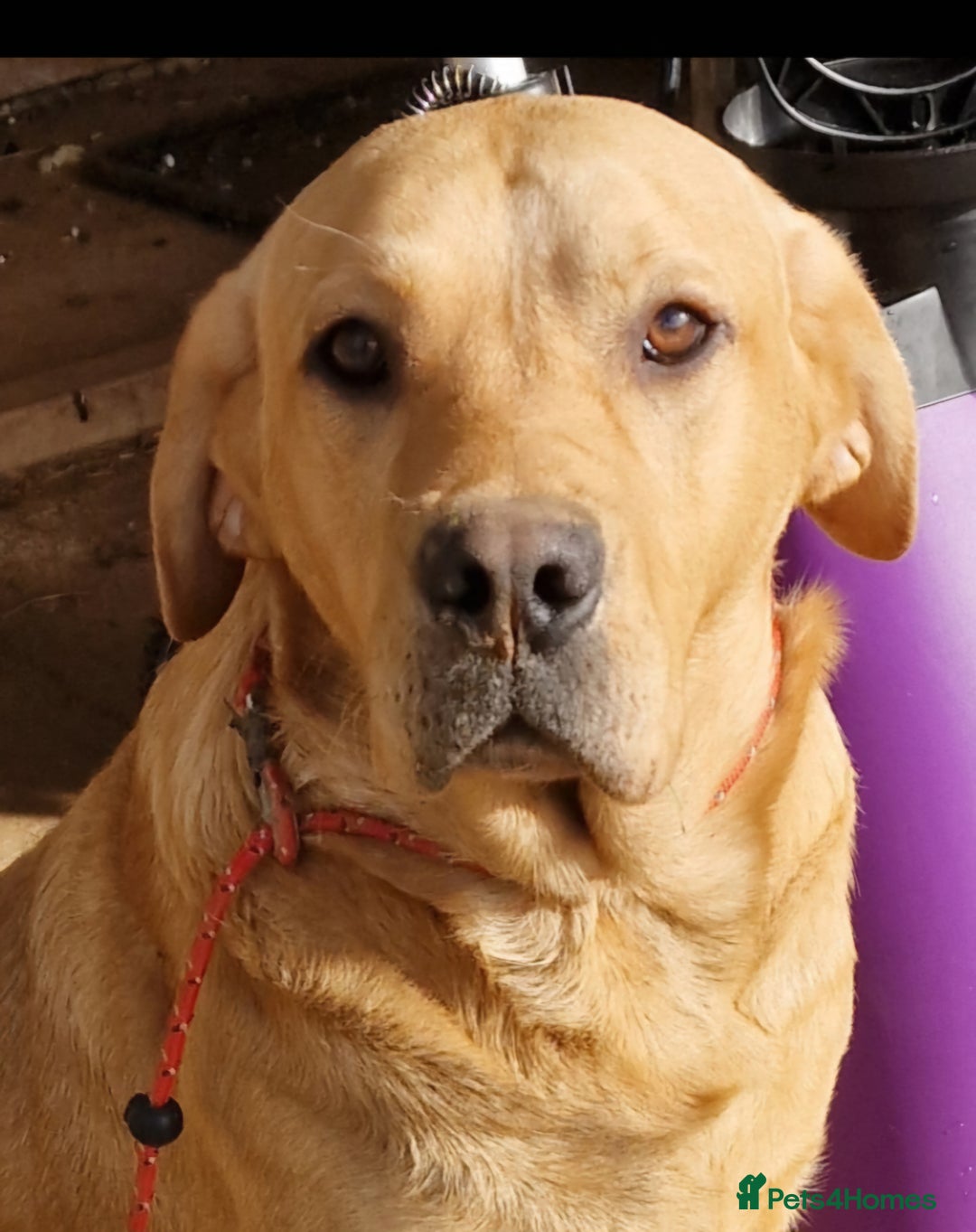 Labrador Retriever dogs for sale: Red 5th generation pedigree labrador  - Image 17