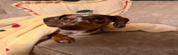 Miniature Dachshund dogs for stud: Dapple Miniature Dachshund for Stud - Advert 7