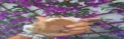 Mini Lop rabbits for sale: Mini lop babies for sale - Advert 2