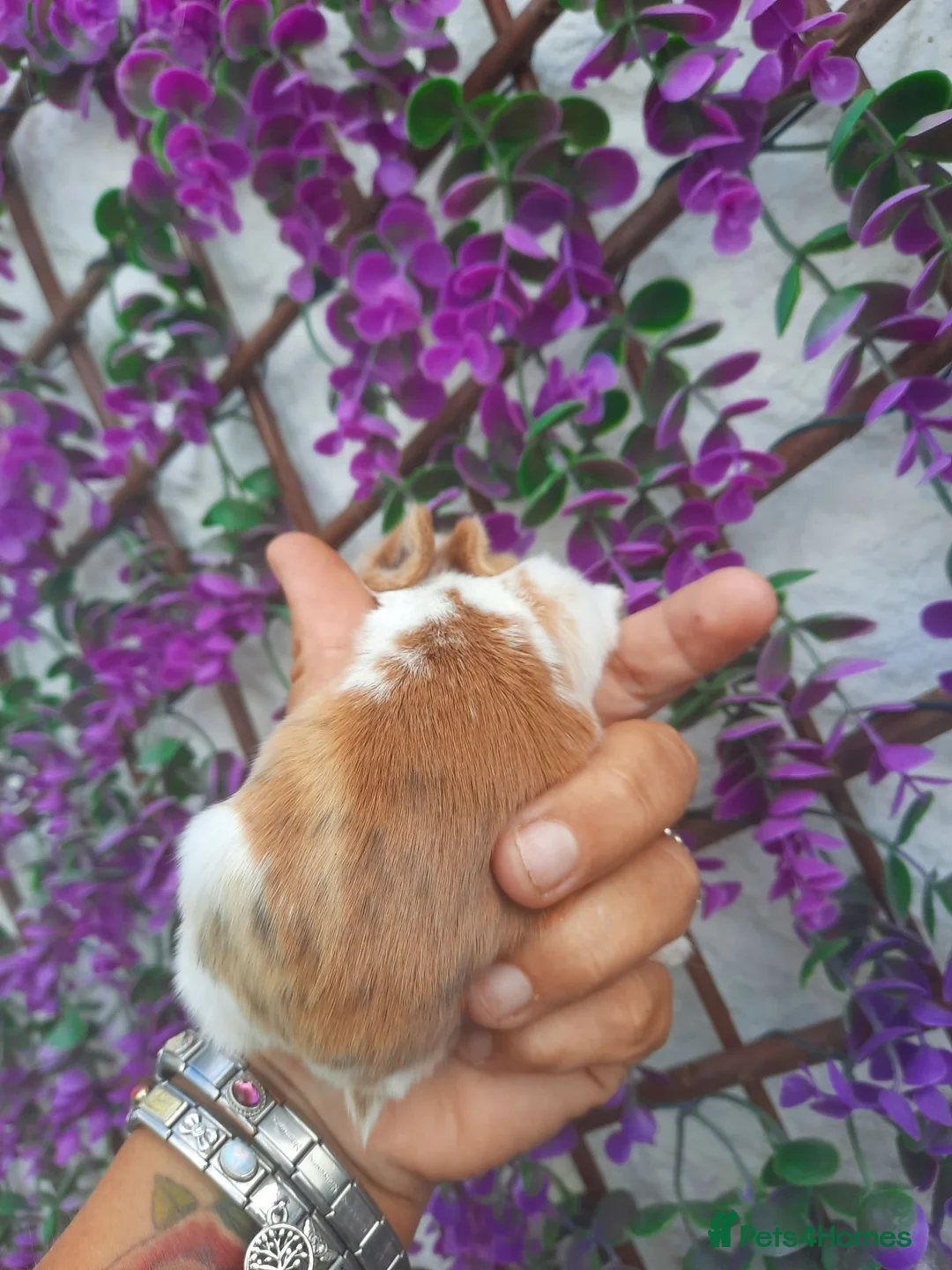 Mini Lop rabbits for sale: Mini lop babies for sale - Advert 2