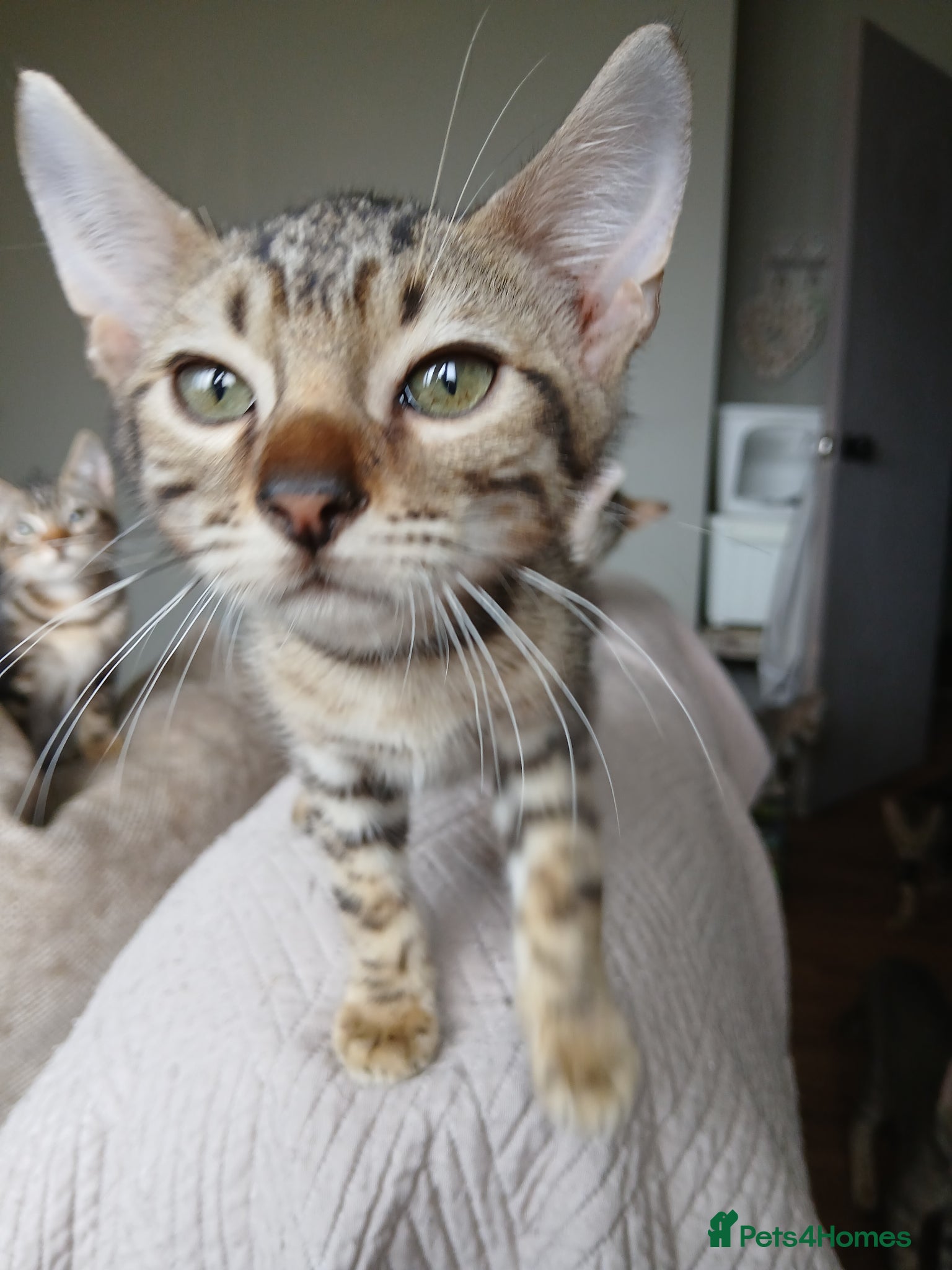 Bengal cats 3/4 Bengal Kittens - Advert 6