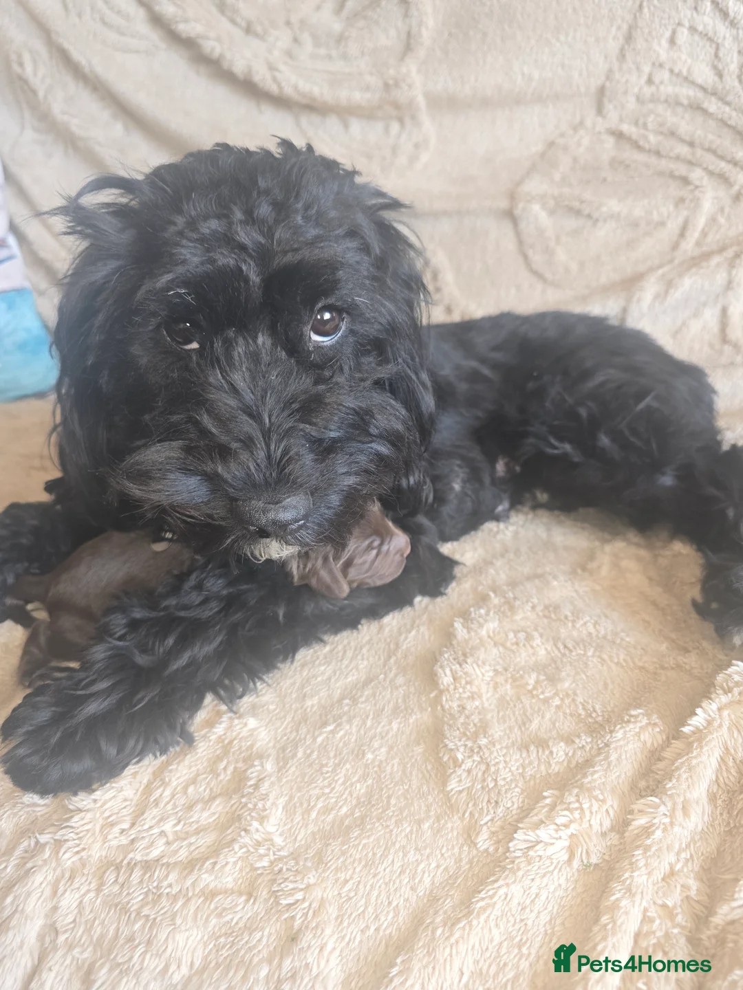 Cockapoo dogs for sale: Assistance Dog F2 Cockapoo Puppies. 1 x M, 1 x F - Advert 11