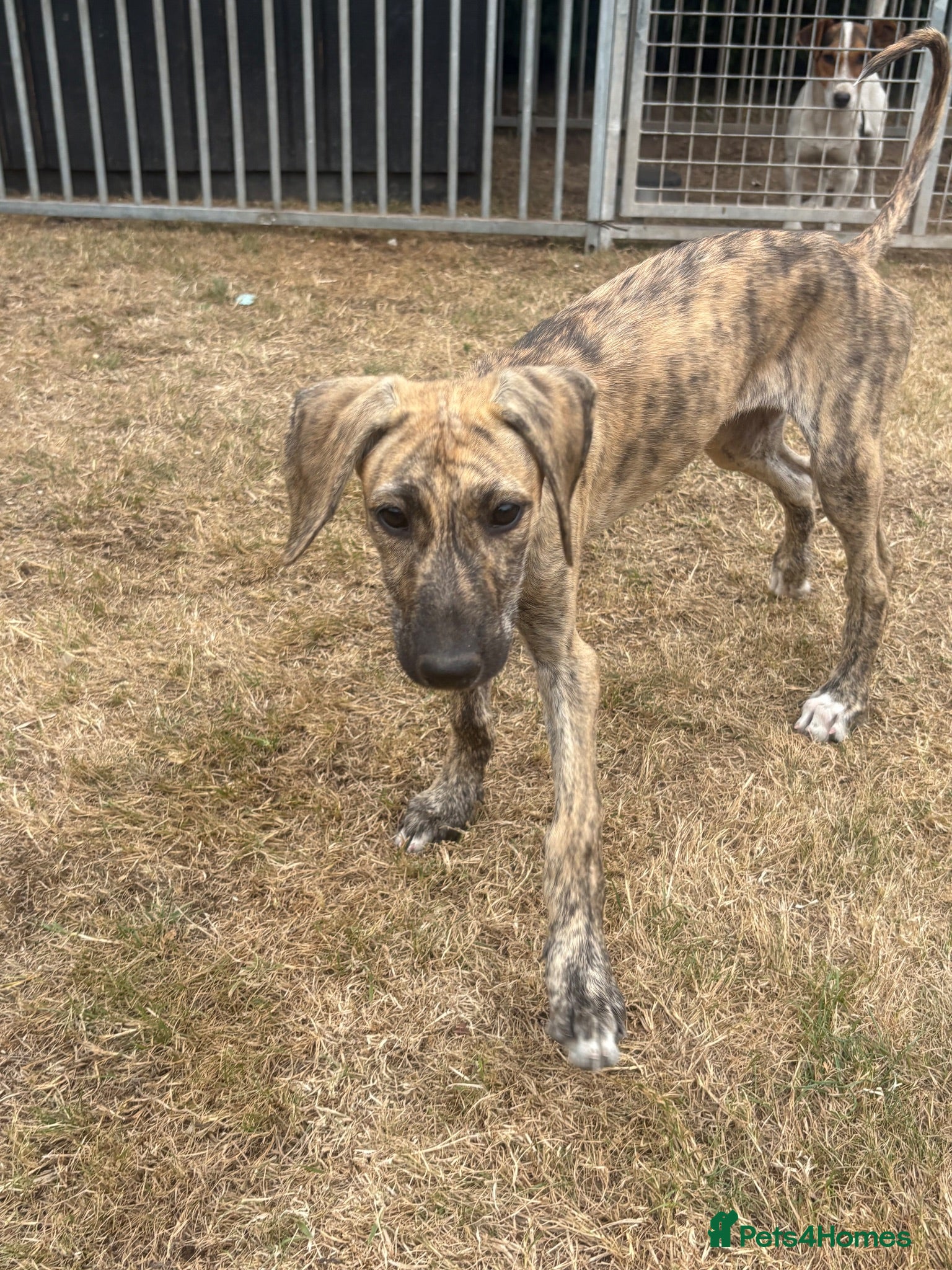 Mixed Breed dogs Missy - Advert 6