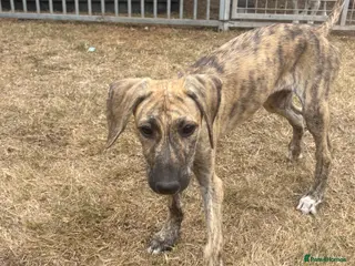 Mixed Breed dogs Missy - Advert 6