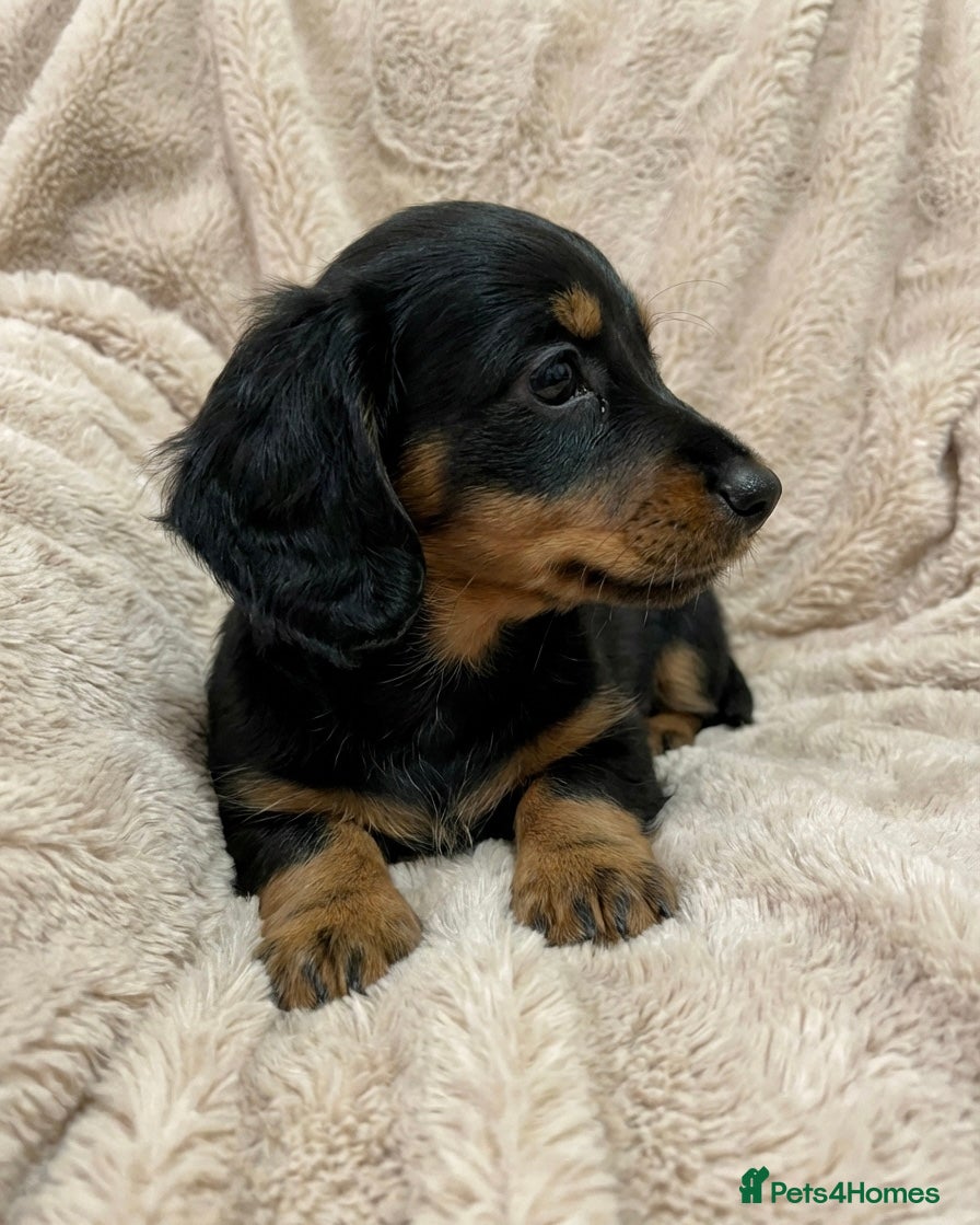 Miniature Dachshund dogs Price Drop! Miniature Longhaired Dachshund - Advert 18