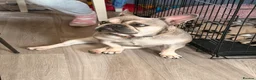 French Bulldog dogs for sale: Missy 1yr old frenchie - Advert 2