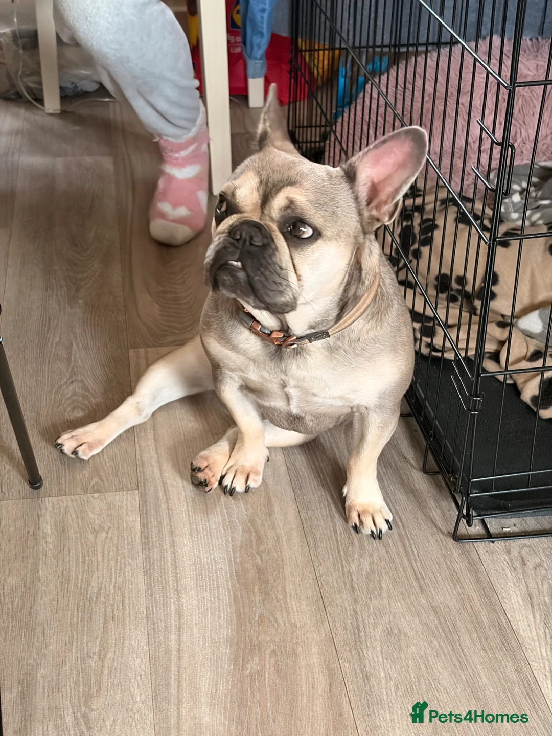 French Bulldog dogs for sale: Missy 1yr old frenchie - Advert 2
