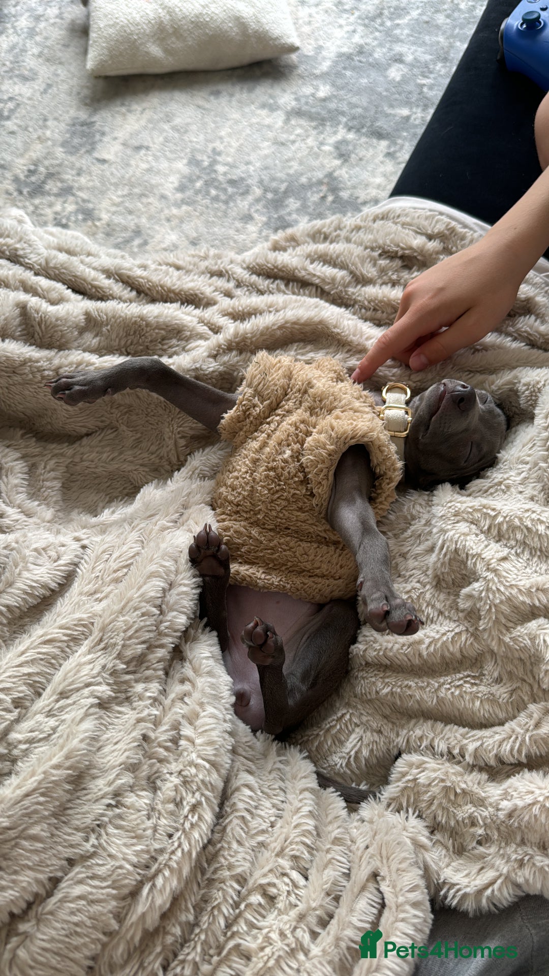 Italian Greyhound dogs for sale: Italian Greyhound 1.5 years old - Advert 4