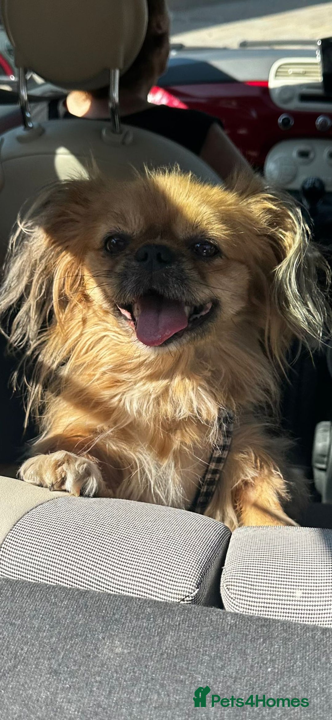 Mixed Breed dogs for adoption: 💙Barry: 9-10-year-old Tibetan Spaniel cross💙 - Advert 7