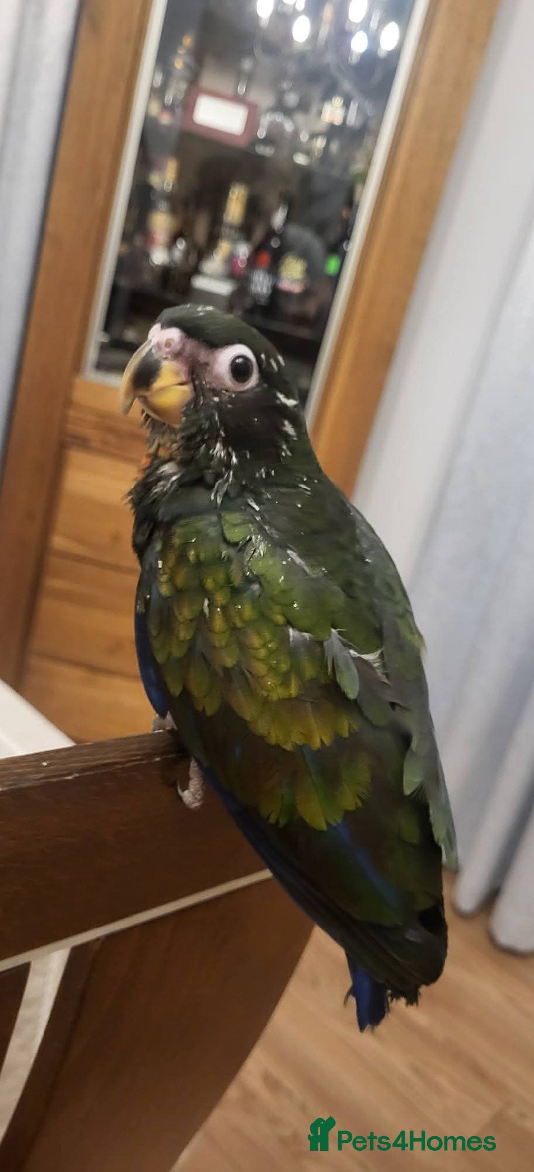 Parrots birds for sale: Bronze winged pionus friendly and tamed  - Advert 7