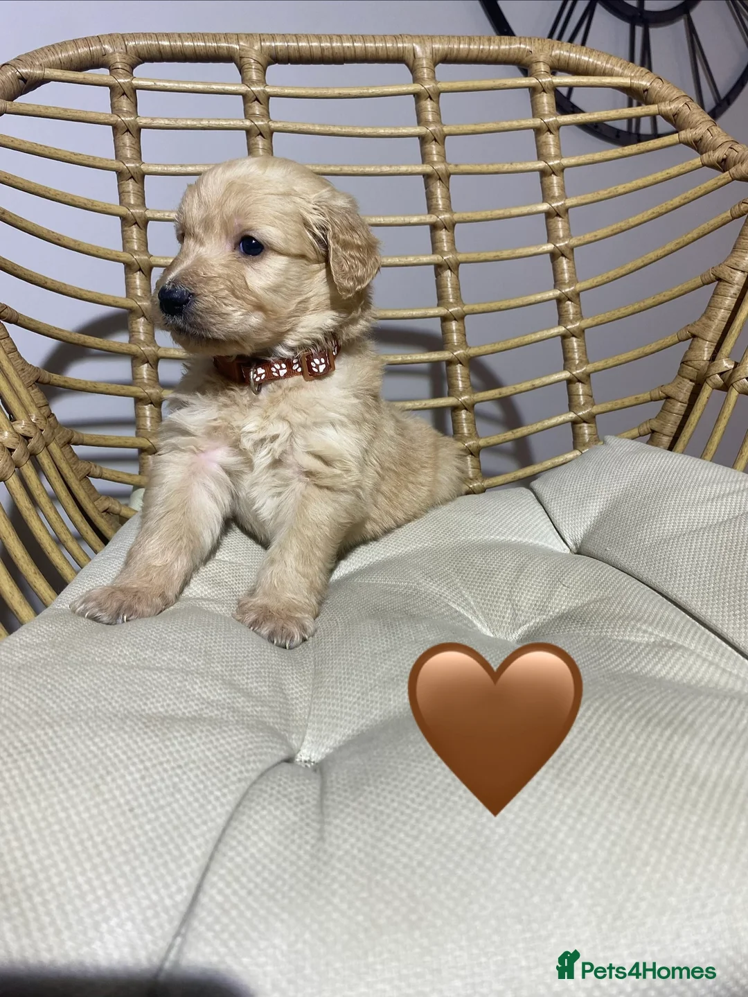 Goldendoodle dogs for sale: F1 Goldendoodles 🖤💛 - Advert 19