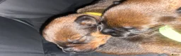 Mixed Breed dogs for sale: 🐾 Rottweiler x Belgian Malinois Puppies  - Advert 9