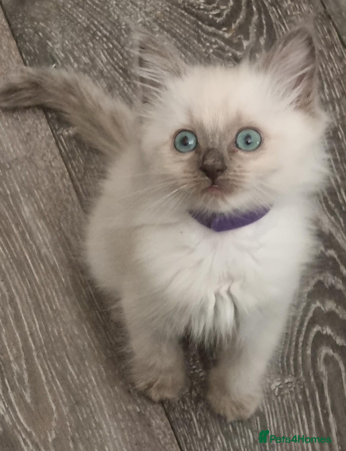 Ragdoll cats Ragdoll kittens for sale - Advert 2