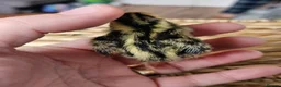 Quail poultry for sale: Various aged quails - Advert 4
