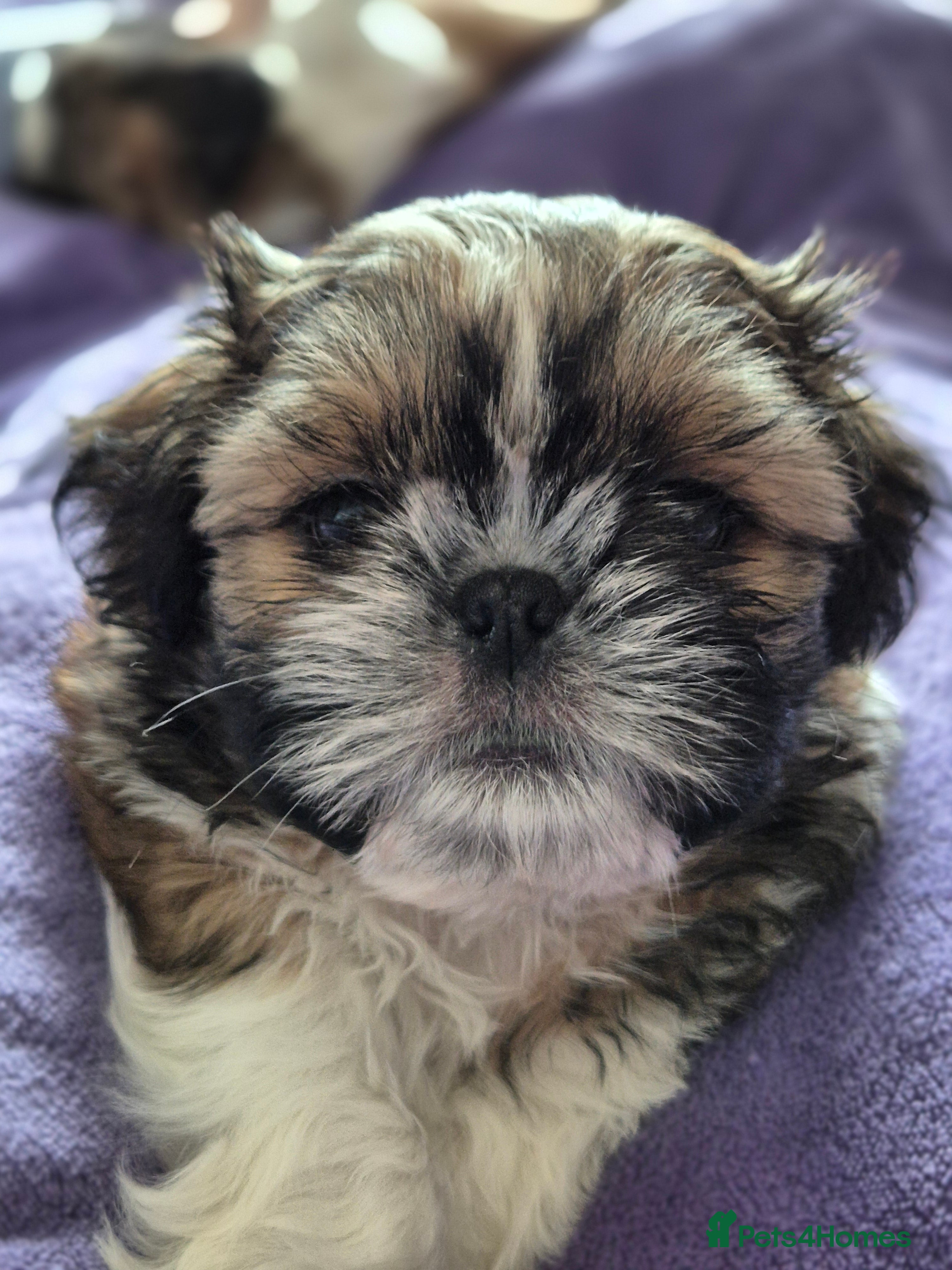 Shih Tzu dogs KC Registered Shih Tzu Puppies - Home Raised - Advert 4