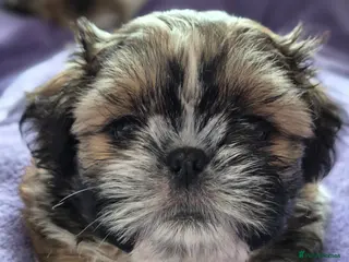 Shih Tzu dogs KC Registered Shih Tzu Puppies - Home Raised - Advert 4