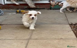 Mixed Breed dogs for sale: Three puppies for sell  in Rushden - Image 9