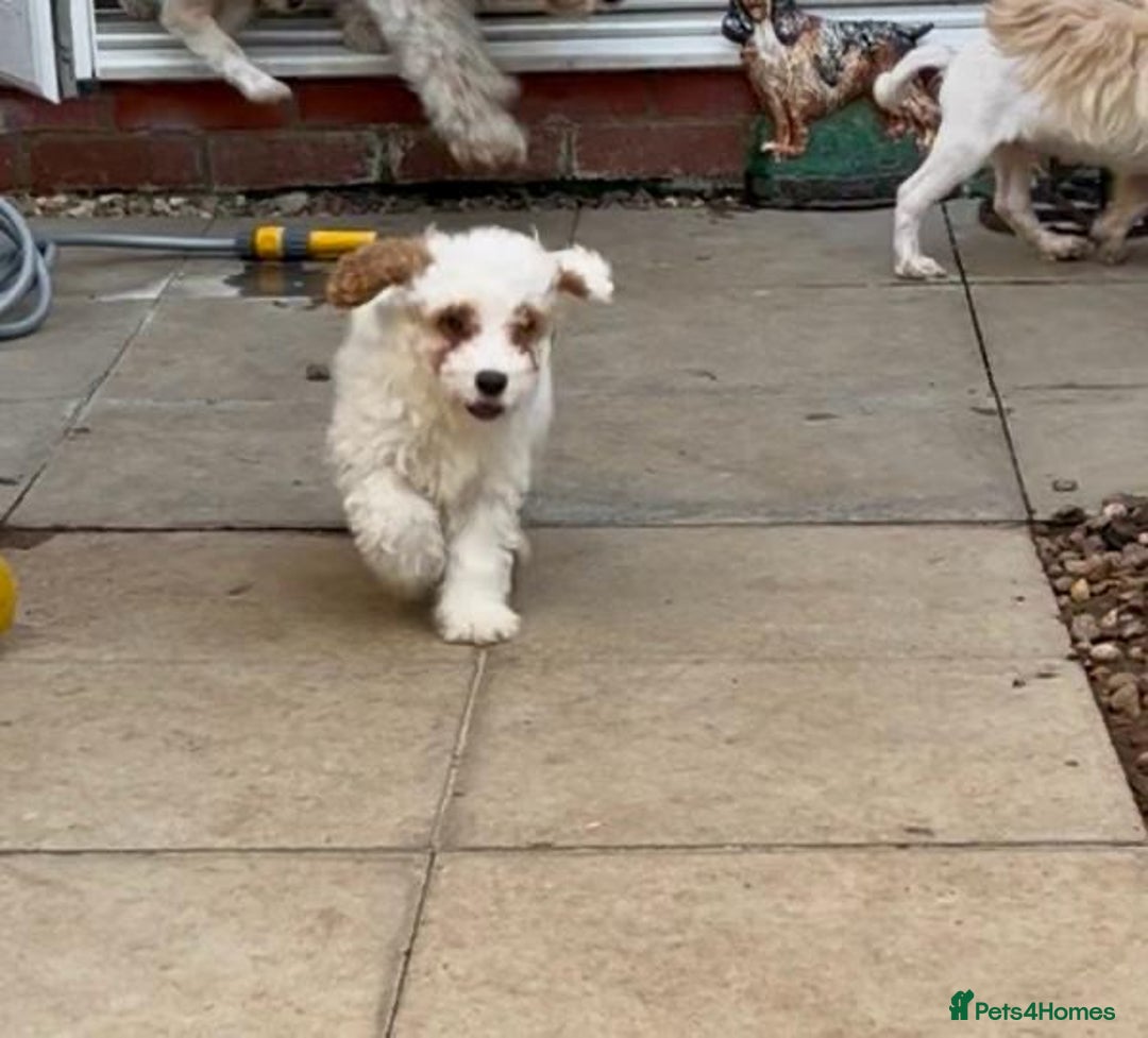 Mixed Breed dogs for sale: Three puppies for sell  in Rushden - Image 9