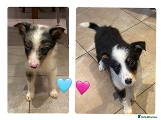 Border Collie dogs Collie puppies (1 male and 1 female available) - Advert 3