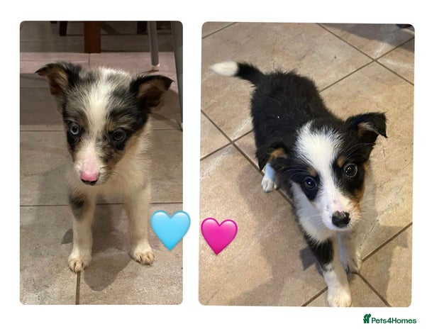 Border Collie dogs Collie puppies (1 male and 1 female available) - Advert 6