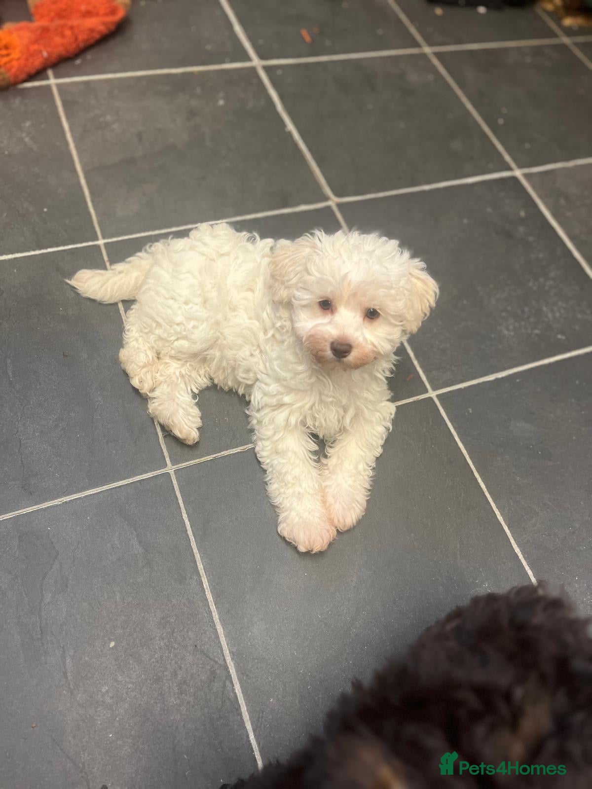 Schnoodle dogs LAST LITTLE WHITE GIRL Schnoodle PuppY  🩷🩷 - Advert 3