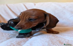 Miniature Dachshund dogs for sale: Ready to leave Miniature dachshunds cearphilly  - Image 18