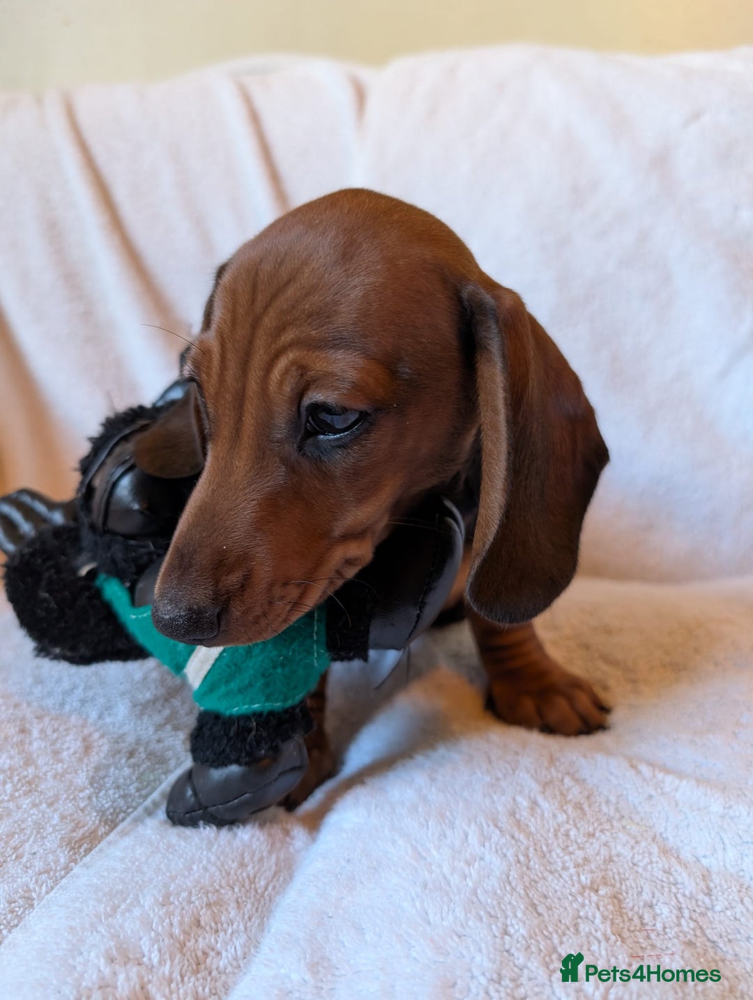 Miniature Dachshund dogs for sale: Ready to leave Miniature dachshunds cearphilly  - Image 18