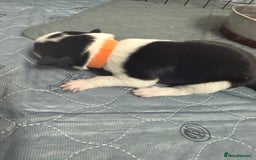 Border Collie dogs for sale: Border collie pups - Image 13