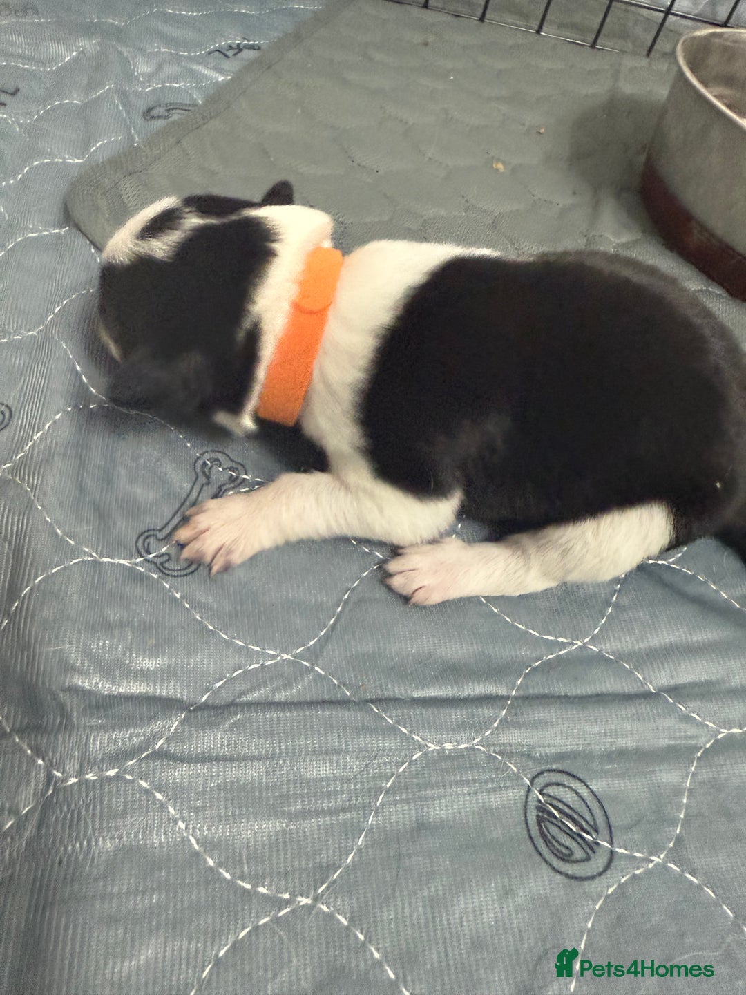 Border Collie dogs for sale: Border collie pups - Image 13