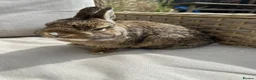 Netherland Dwarf rabbits for sale: Lovely Netherland Dwarf baby rabbits. - Advert 9
