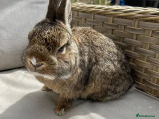Netherland Dwarf rabbits Lovely friendly Netherland Dwarf buck . - Advert 2