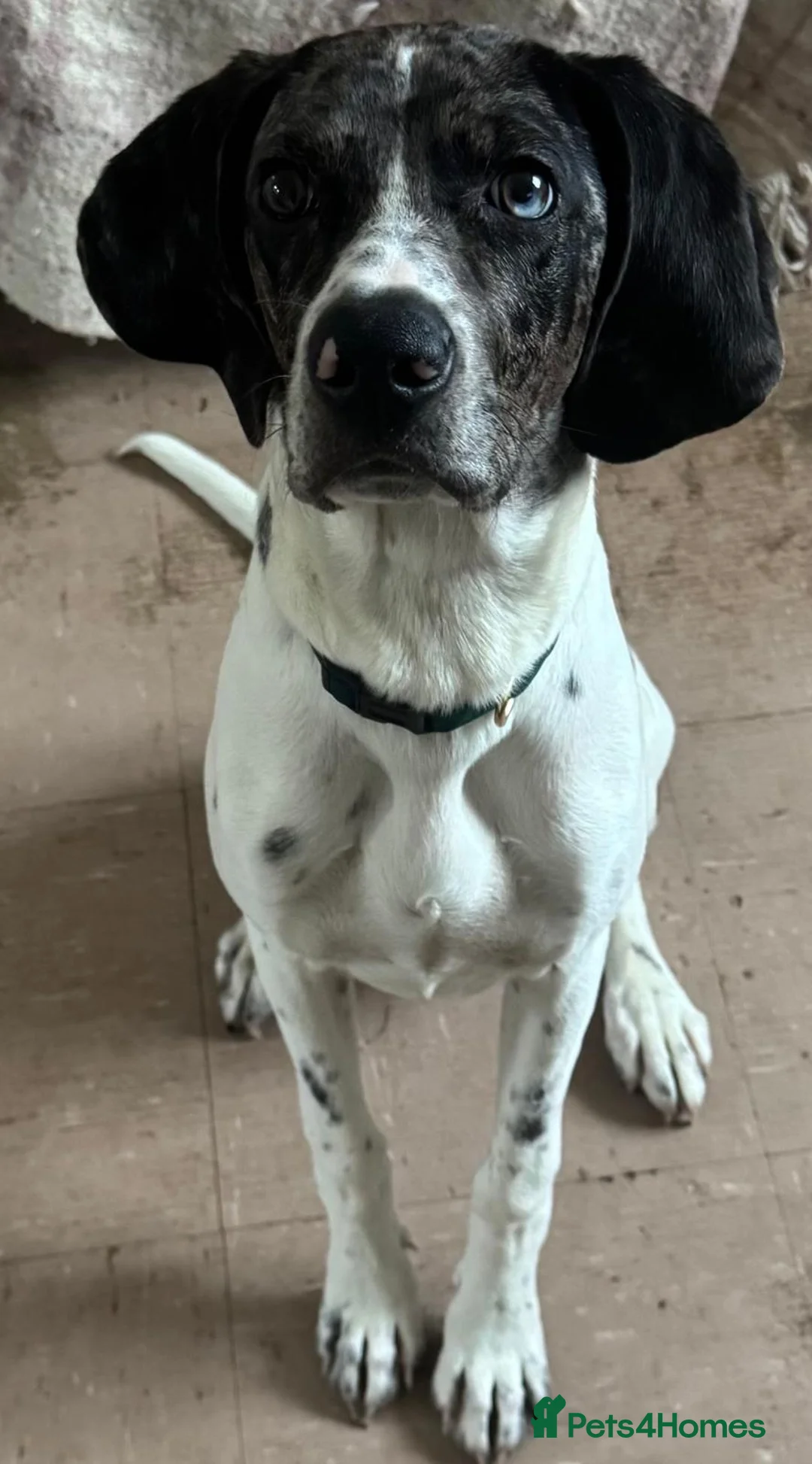 Mixed Breed dogs for adoption: Timmy is ready to steal your heart in Fordingbridge - Advert 12