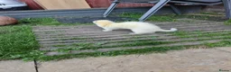 Ferret rodents for sale: One male one female must be sold together  - Advert 4
