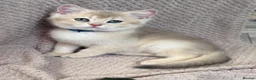 British Shorthair cats for sale: British sh blue golden kittens GCCF  - Advert 10