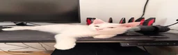 Maine Coon cats for sale: 4 stunning babies - Advert 2