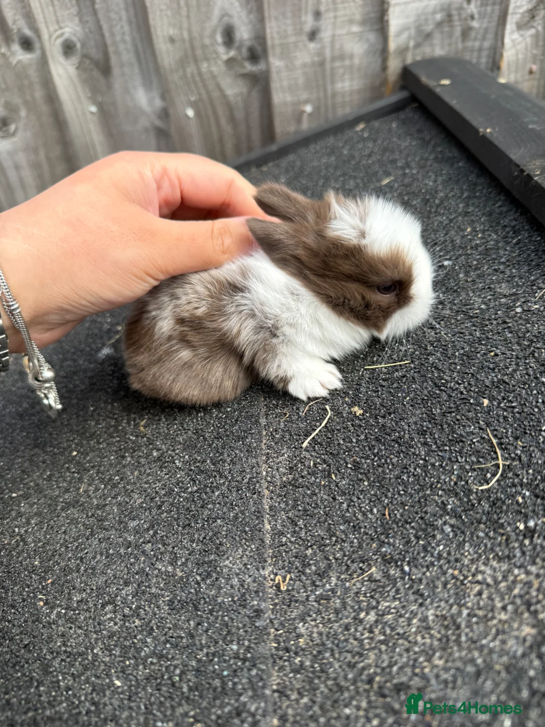Mini Lion Lop rabbits for sale: 4 stunning mini lion lops - Advert 1