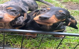 Dachshund dogs for sale: 2 Standard Dachshund Dog Puppies for sale  - Image 1