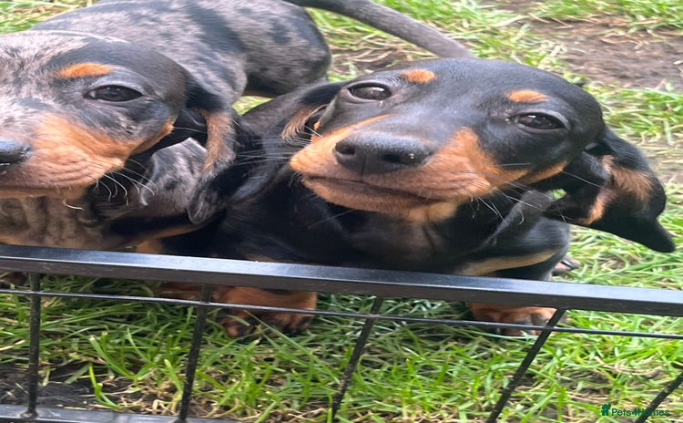 Dachshund dogs - Advert 15