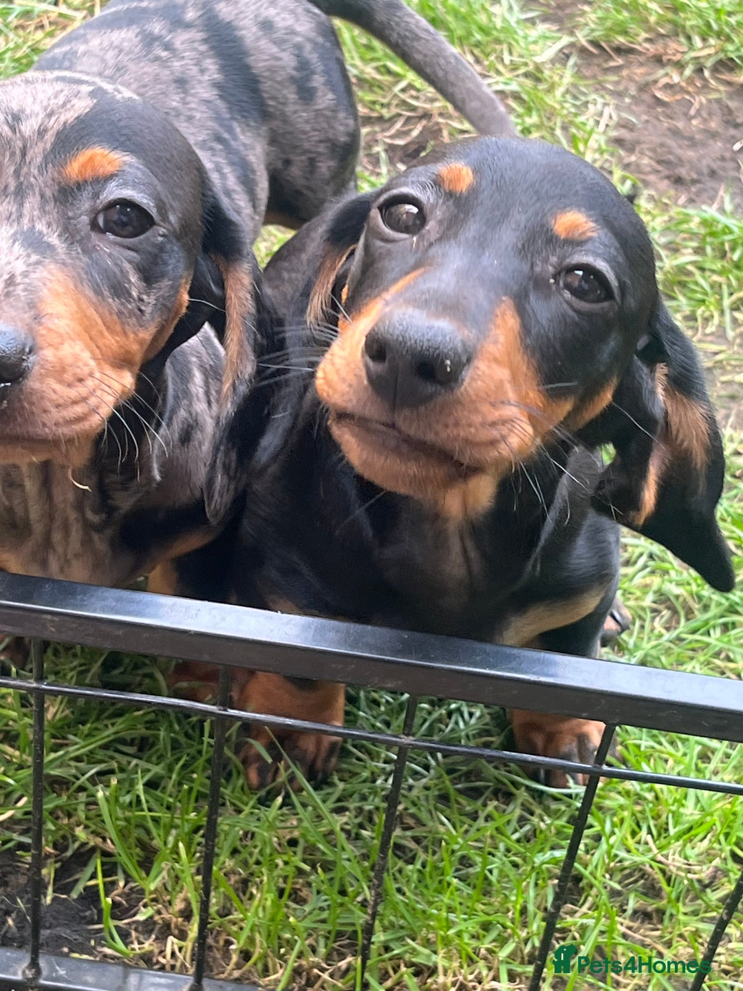 Dachshund dogs for sale: 2 Standard Dachshund Dog Puppies for sale  - Image 1