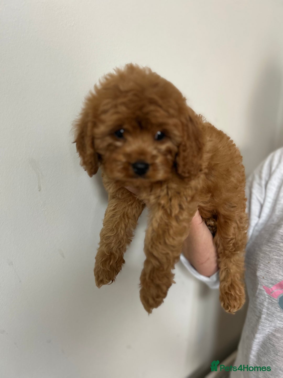 Cavapoo dogs for sale: Cavapoos  - Image 7